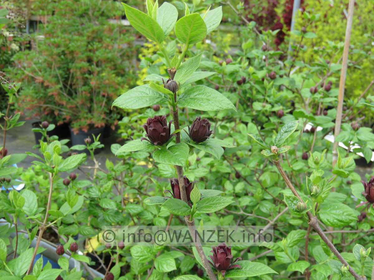 Calycanthus floridus - Bluetenmacro01.JPG